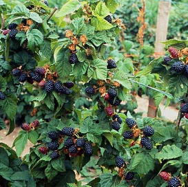 Ежевика 'Хелен'