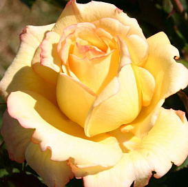 Роза 'Пьер Гюнт' (чайно-гибридная) (желтая)