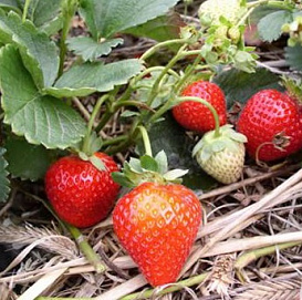 Земляника (клубника) 'Зенит'