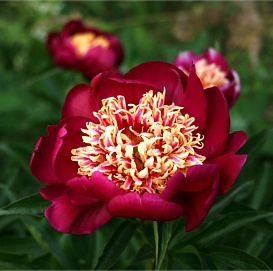 Пион молочноцветковый 'Ниппон Бьюти' (пурпурный анемоноцветный)