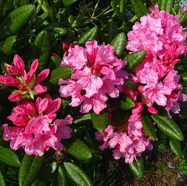 Рододендрон гибридный 'Гаага' (розовый)