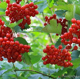 Калина плодовая 'Таежные рубины'