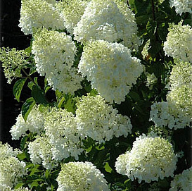 Гортензия метельчатая 'Сильвер  Доллар'