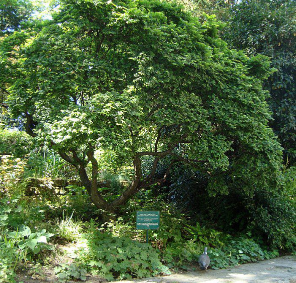 Вяз малый 'Жаклин Хиллер'