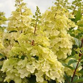 Гортензия метельчатая 'Канделайт'