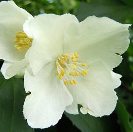 Чубушник 'Лемуана'