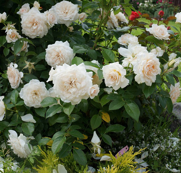 Роза 'Хелла' (плетистая)(кремово - персиковая)