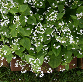 Бруннера крупнолистная 'Бетти Бауринг'