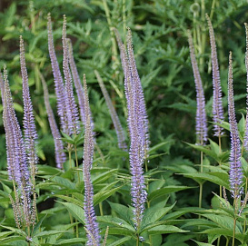 Вероникаструм сибирский (сине - голубой)