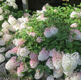 Гортензия метельчатая 'Тач оф Пинк'