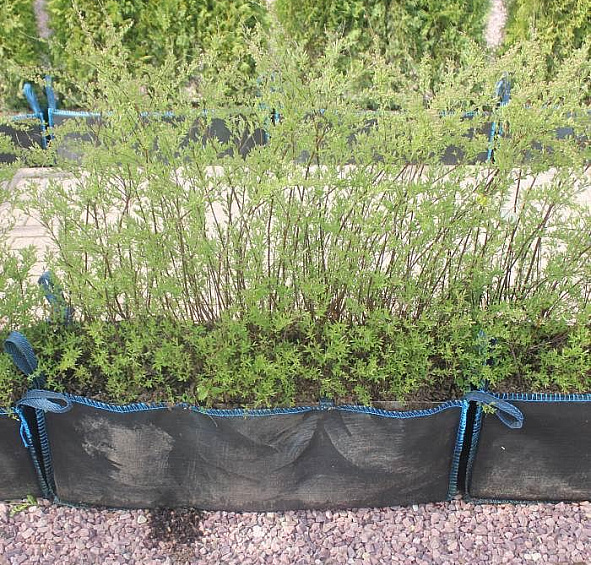 Спирея серая 'Грефшейм' блок живой изгороди