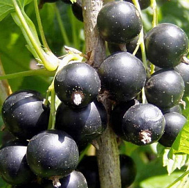 Смородина черная 'Очарование'