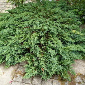 Можжевельник горизонтальный 'Прострата' 