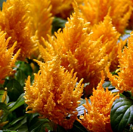 Целозия метельчатая карликовая 'Кимоно Оранж'