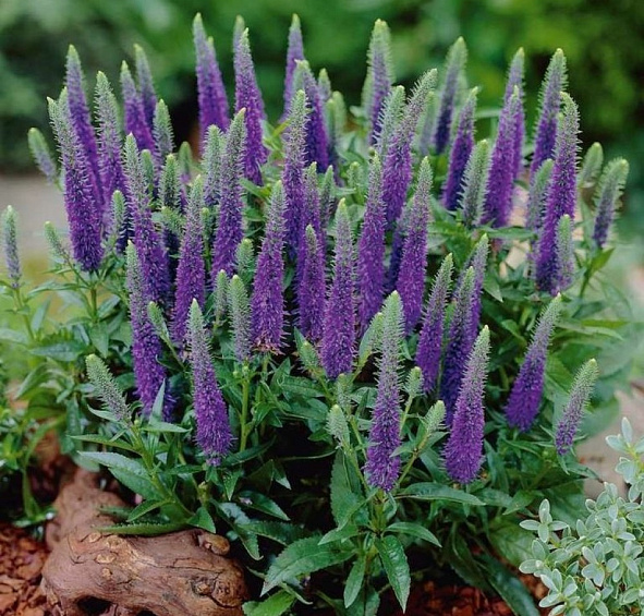 Вероника колосковая