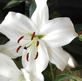Лилия 'Каса Бланка' (белая)