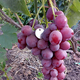 Виноград 'Лотос' (бессемянный розовый)