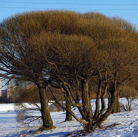 Ива шаровидная 