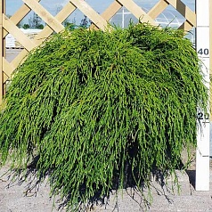 Кипарисовик горохоплодный 'Филифера Нана'