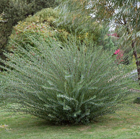 Ива розмаринолистная