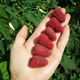 Малина 'Изобильная' (ремонтантная)