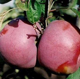 Яблоня домашняя 'Дочь Мекинтоша'