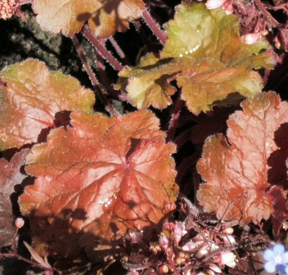 Спарклинг Бургунди