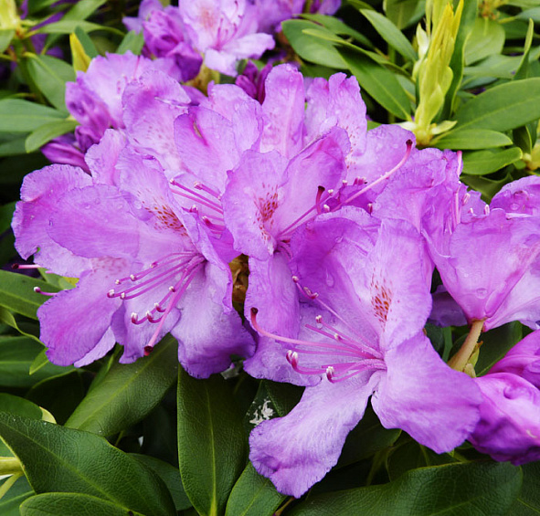 Рододендрон катевбинский (гибридный) 'Грандифлорум' (фиолетовый)