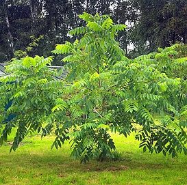 Орех маньчжурский