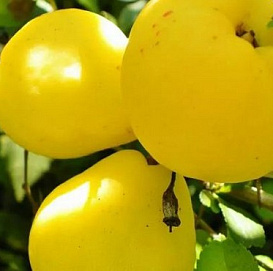 Айва 'Краснослободская'