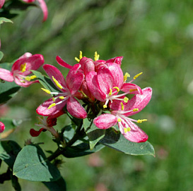 Жимолость Королькова Цабелли