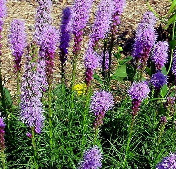Лиатрис колосковый