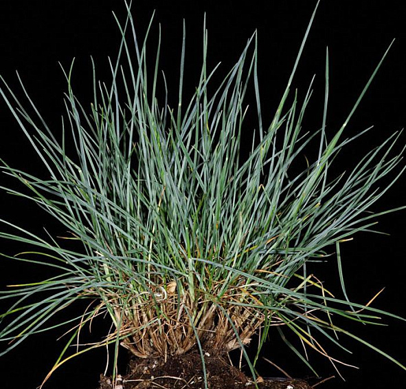 Овсяница сизая Варна