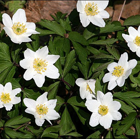 Анемона дубравная (Ветриница)