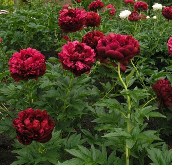 Пион молочноцветковый 'Армани' (красный)