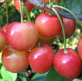 Черешня 'Юлия'