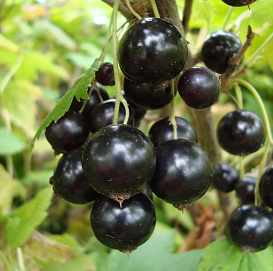 Смородина черная 'Жемчужная'