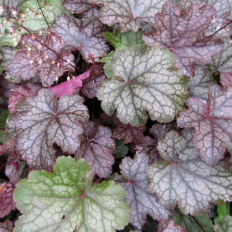 Гейхера гибридная 'Аметист Мист'