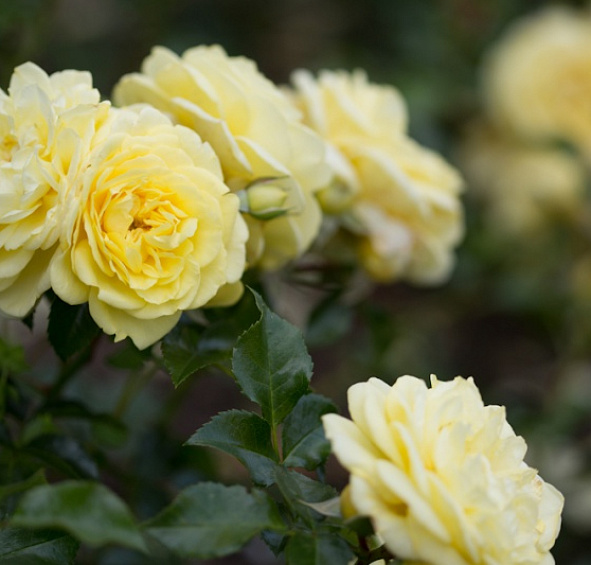 Роза 'Солеро' (флорибунда) (кремово - желтая)