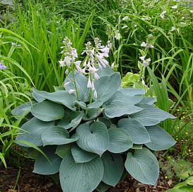 Хоста гибридная (вздутая, волнистая) 'Муди Блюз'