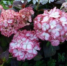 Гортензия крупнолистная 'Рипл'