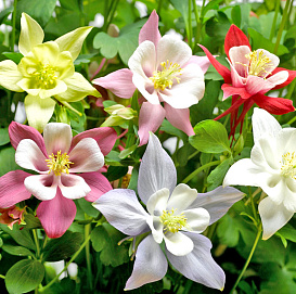 Аквилегия голубая 'Киригами' (микс)