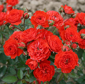 Роза флорибунда 'Cамба'