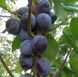 Слива 'Тульская черная'