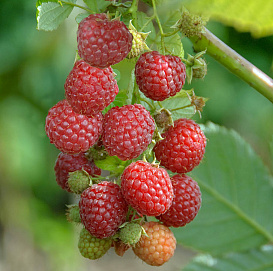 Малина 'Мираж'