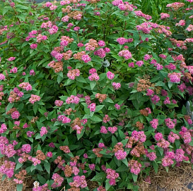 Спирея японская 'Дабл Плей Артист'