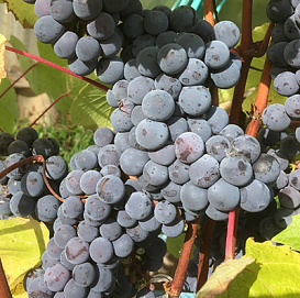 Виноград 'Юкка'