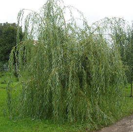 Ива 'Плакучий Гном'