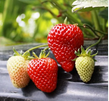 Земляника (клубника) 'Виктория'