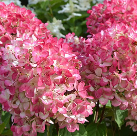 Гортензия метельчатая "Пинк Даймонд"